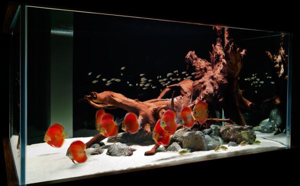 Fish Tanks That Inspire Relaxation