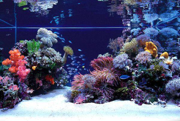 Fish Tanks That Inspire Relaxation