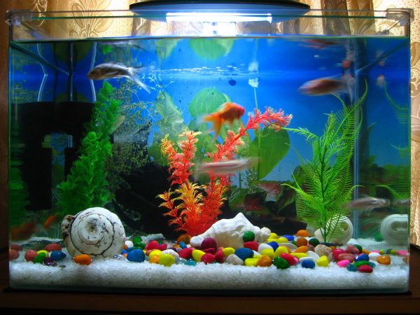 Fish Tanks That Inspire Relaxation