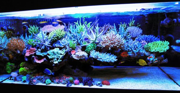 Fish Tanks That Inspire Relaxation