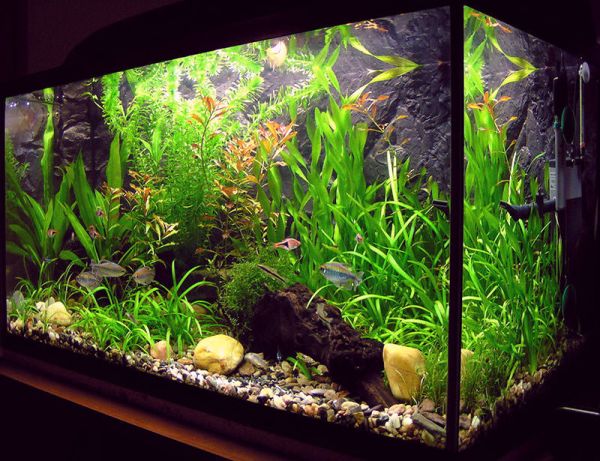 Fish Tanks That Inspire Relaxation