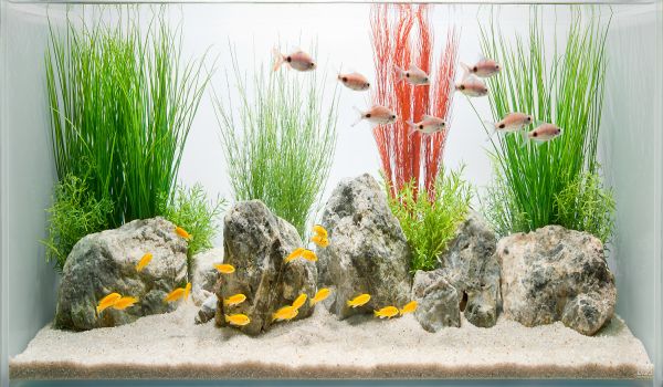 Fish Tanks That Inspire Relaxation