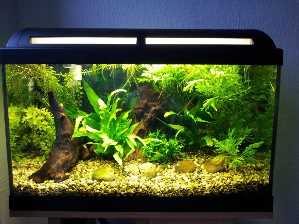 Fish Tanks That Inspire Relaxation