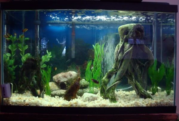 Fish Tanks That Inspire Relaxation
