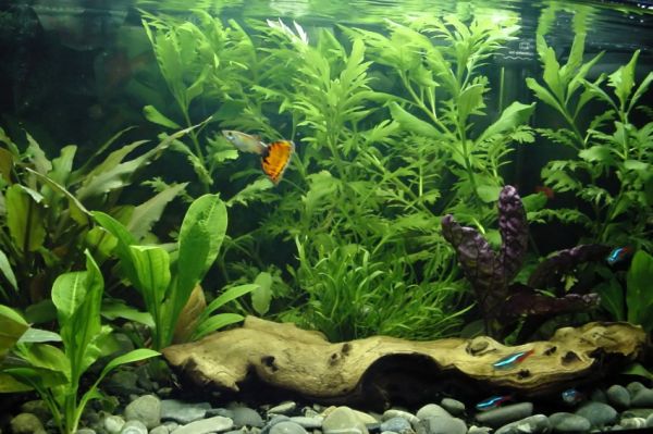 Fish Tanks That Inspire Relaxation