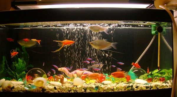 Fish Tanks That Inspire Relaxation