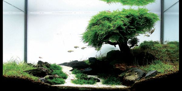 Fish Tanks That Inspire Relaxation