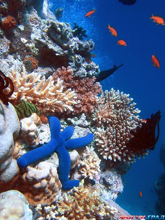 barrier-reef-12