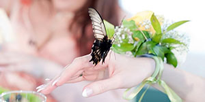 butterfly-wedding-01-01