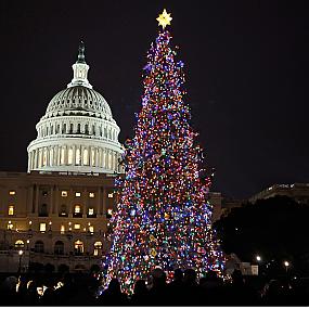 capitol-tree