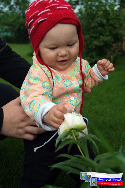 Как пахнут пионы, а мне бы его сорвать и подарить маме