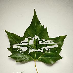leaf-illustrations-03