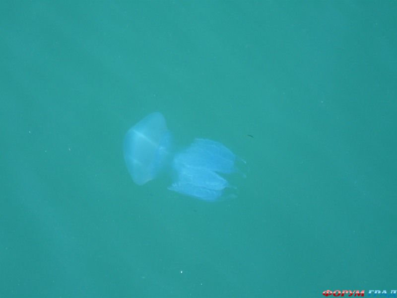 форум о болгарии