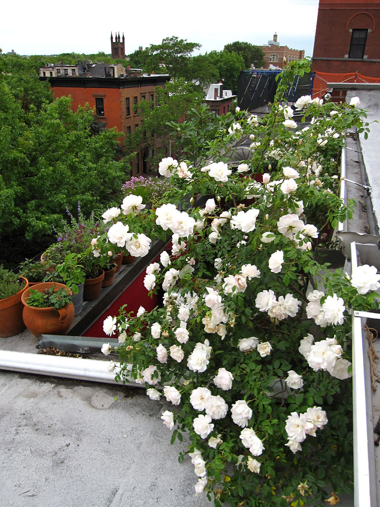 rooftop-garden-60