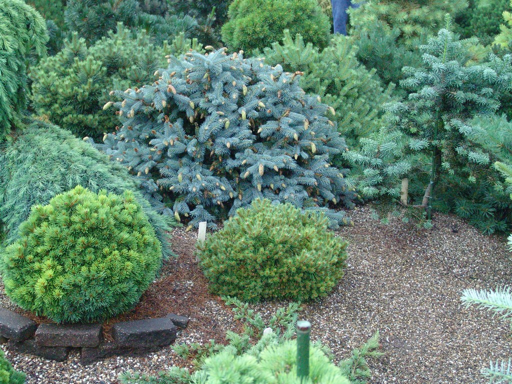 garden-of-conifers-01
