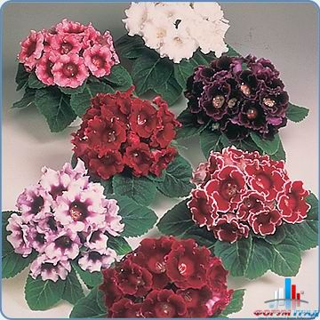 комнатные цветы