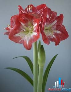 красивые фото букеты цветов