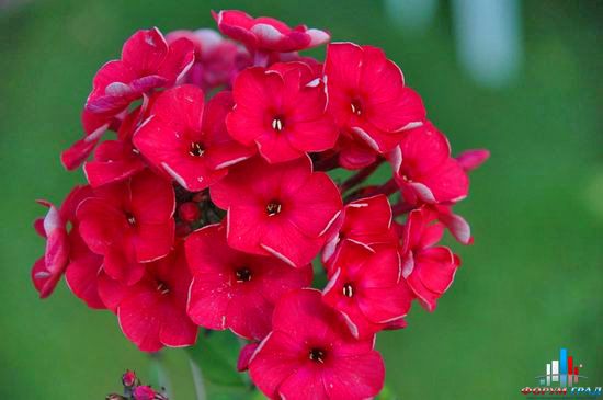 составление букетов фото