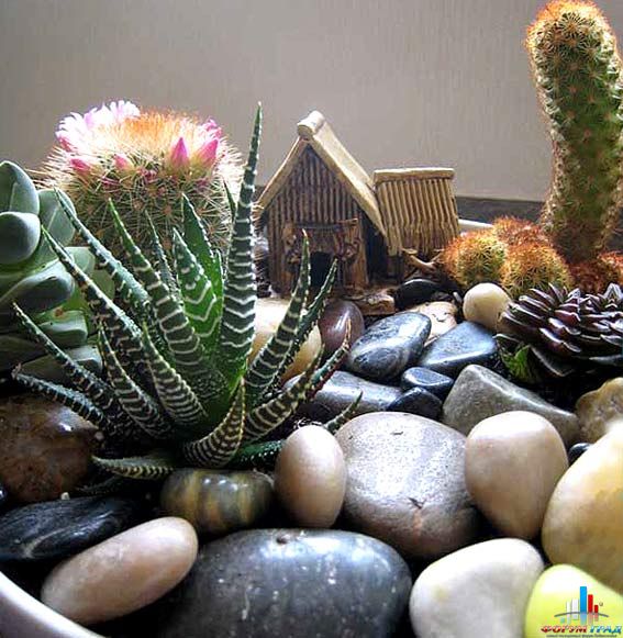 комнатные цветы