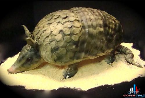 154829 xcitefun-animals-cake-8