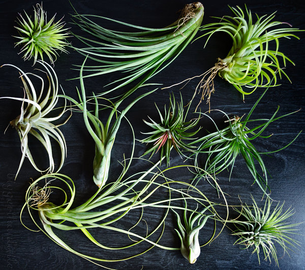 air-plants-2