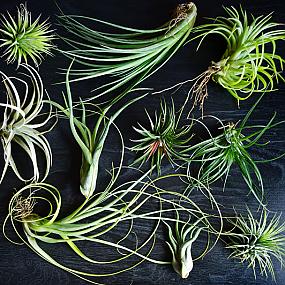 air-plants-2