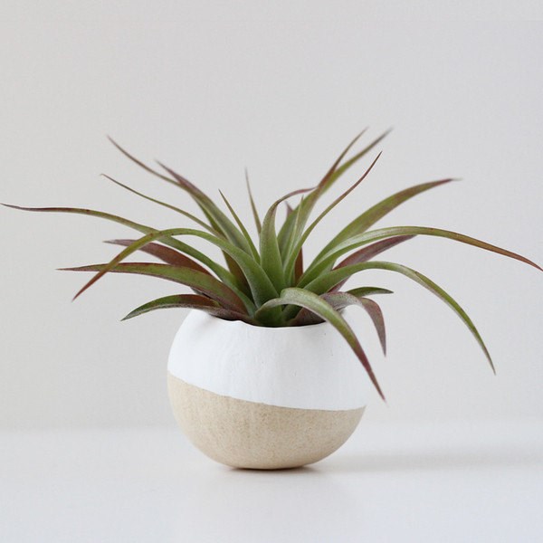 air-plants-3
