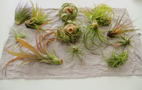 air-plants-5