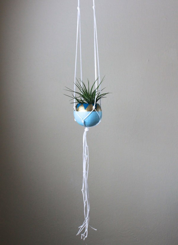 air-plants-6