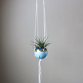 air-plants-6