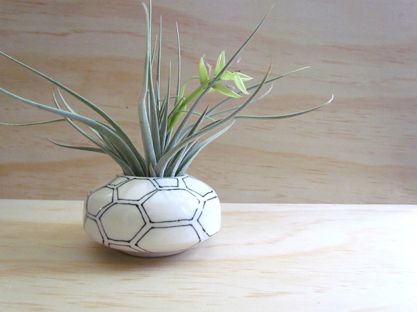 air-plants-9