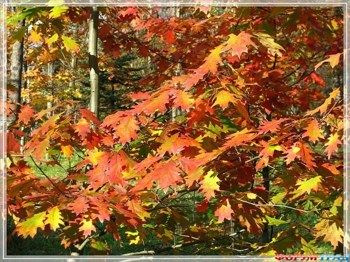 zolotaia osen28 110585