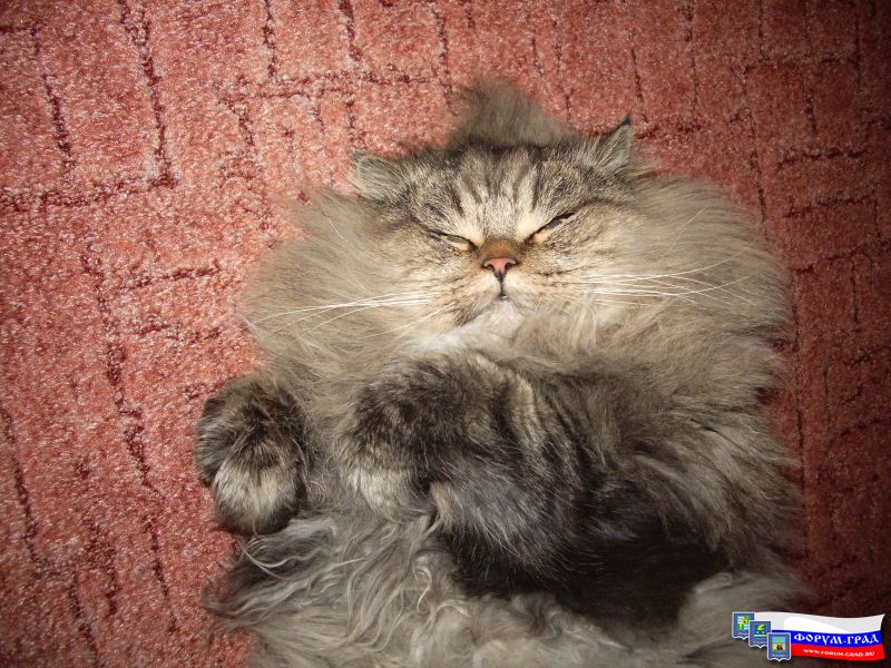 Котяра