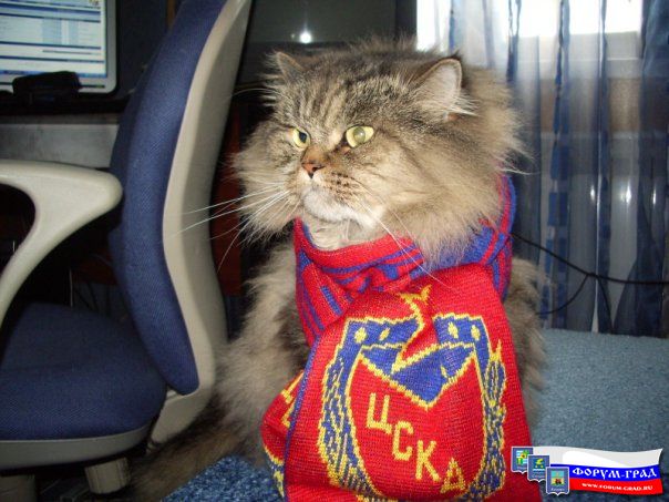 Котяра