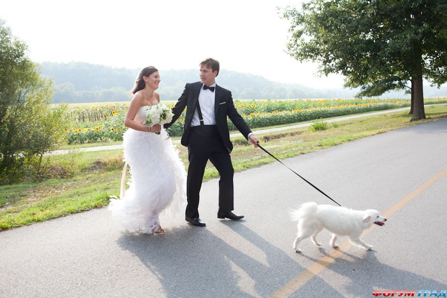 dog-at-a-wedding-01