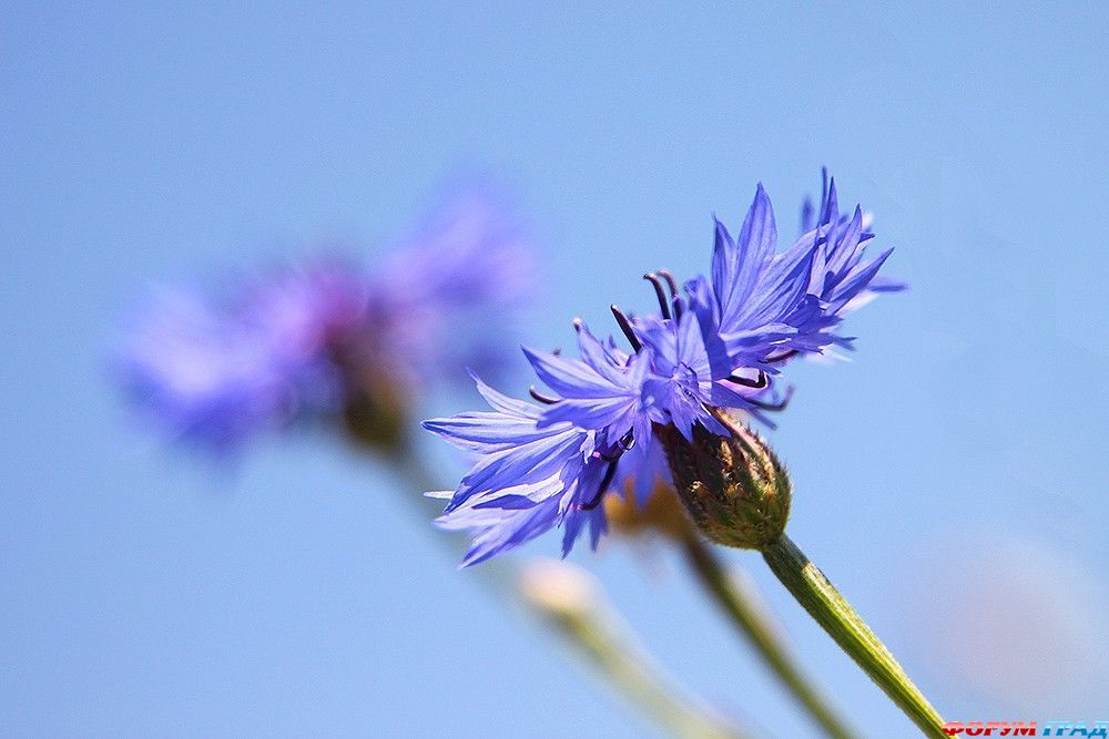 В гостях у сказки