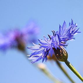 В гостях у сказки