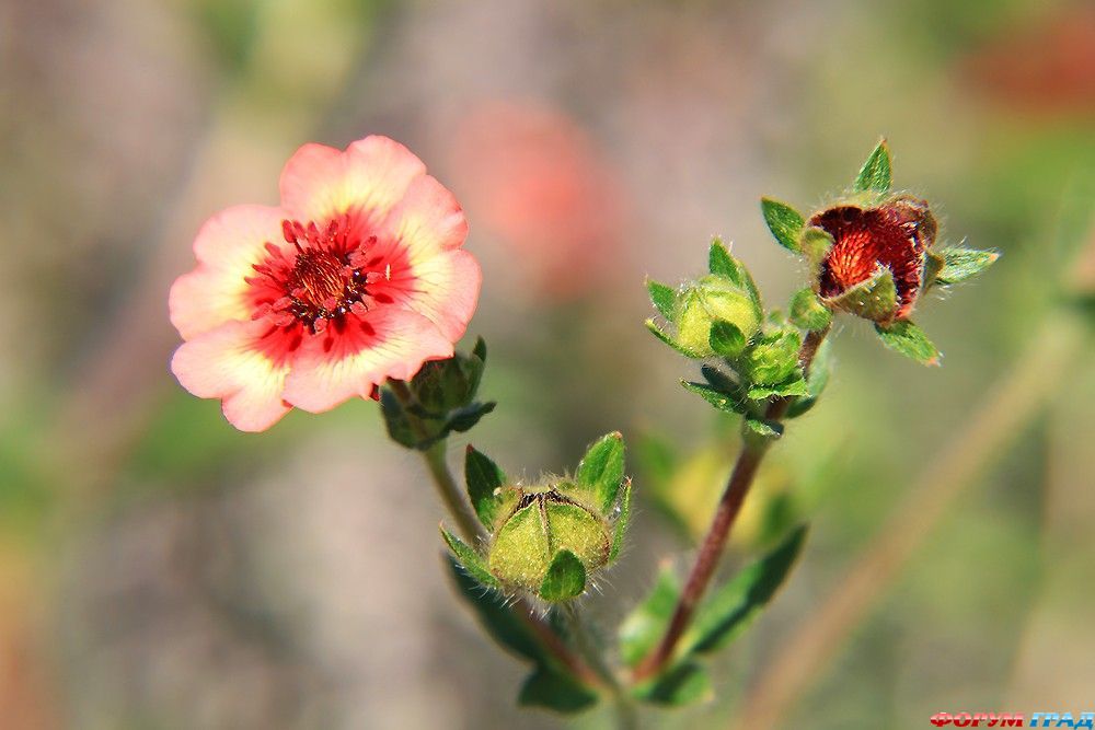 В гостях у сказки