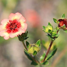 В гостях у сказки