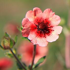 В гостях у сказки