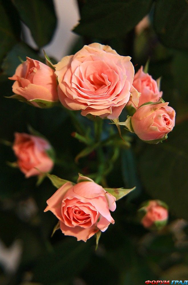 В гостях у сказки