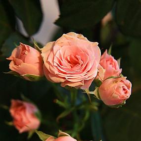 В гостях у сказки