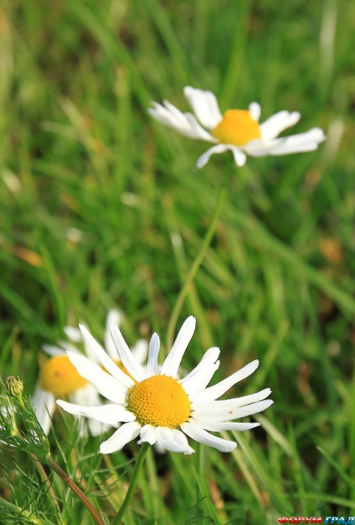 В гостях у сказки