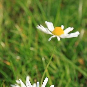 В гостях у сказки