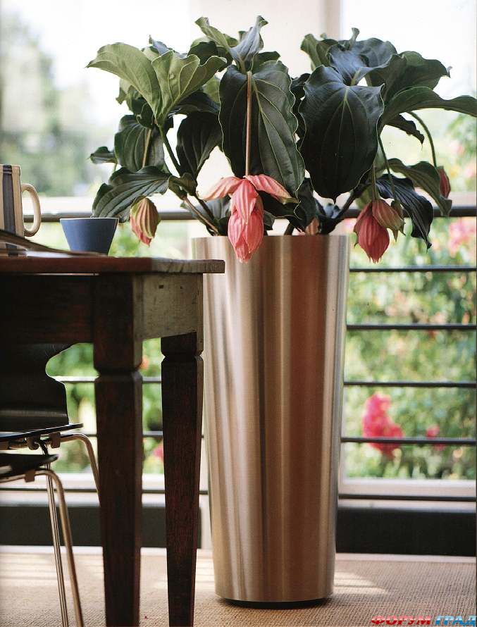 Крупные растения