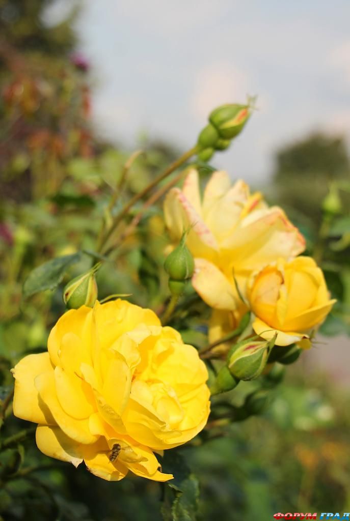 В гостях у сказки