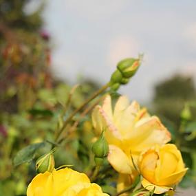 В гостях у сказки