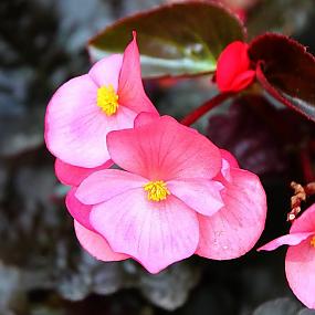 В гостях у сказки