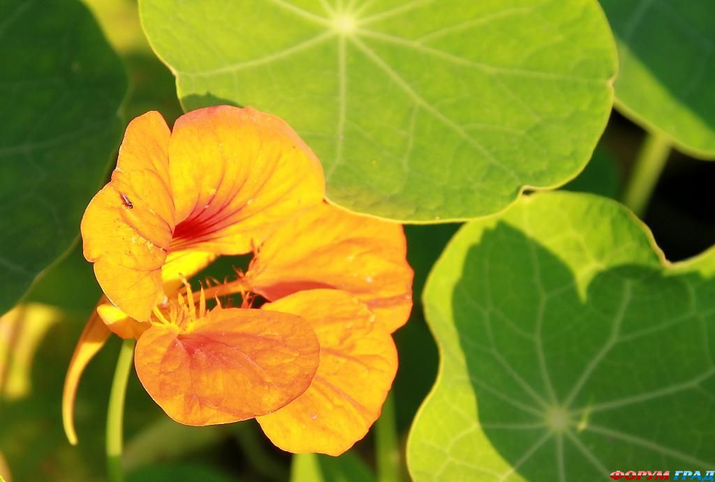 В гостях у сказки