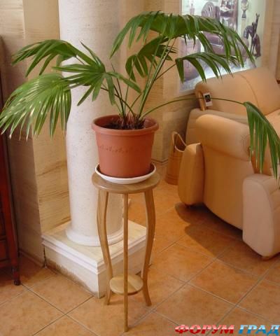 Крупные растения